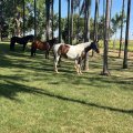 SINDICATO RURAL DE ARAGUAÍNA REALIZA PROVA DE MARCHA EM EQUINOS E MUARES