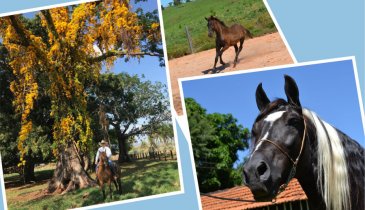 FLORADA NO HARAS ESTRELA-D'ALVA
