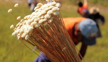 COMUNIDADES TRADICIONAIS E GOVERNO DO TOCANTINS UNIDOS NA PRESRVAÇÃO DO JALAPÃO 