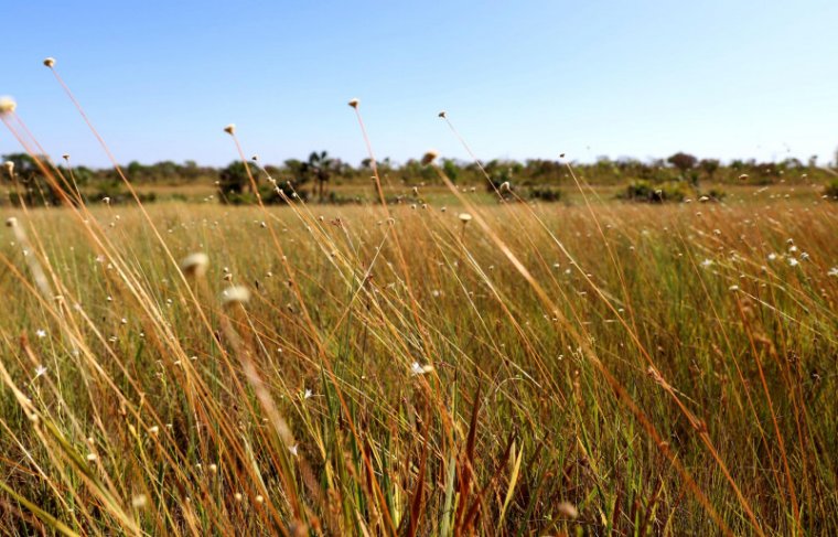 Capim-dourado Foto: Governo do Tocantins