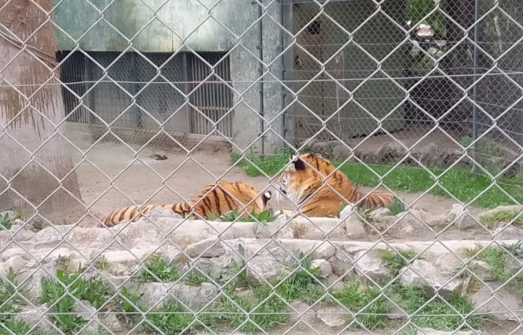 Parque Safari Chile Álbum de Família