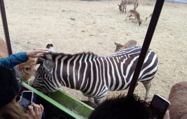 Parque Safari Chile Álbum de Família