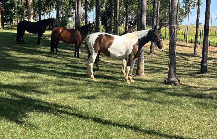 Haras Estrela D'alva Carmolândia - TO 