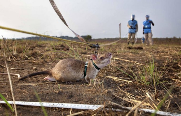 Magawa o farejador de minas terrestres - Reprodução / Internet