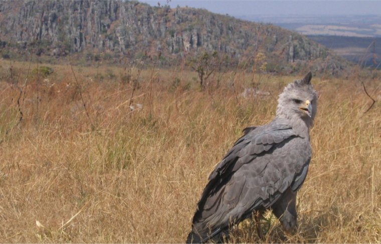 Águia-cinzenta  FOTO: Naturatins