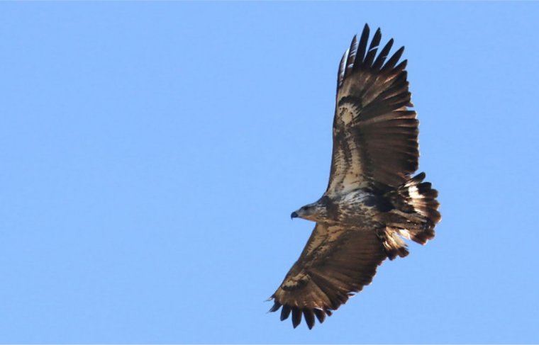 Águia-cinzenta  FOTO: Naturatins