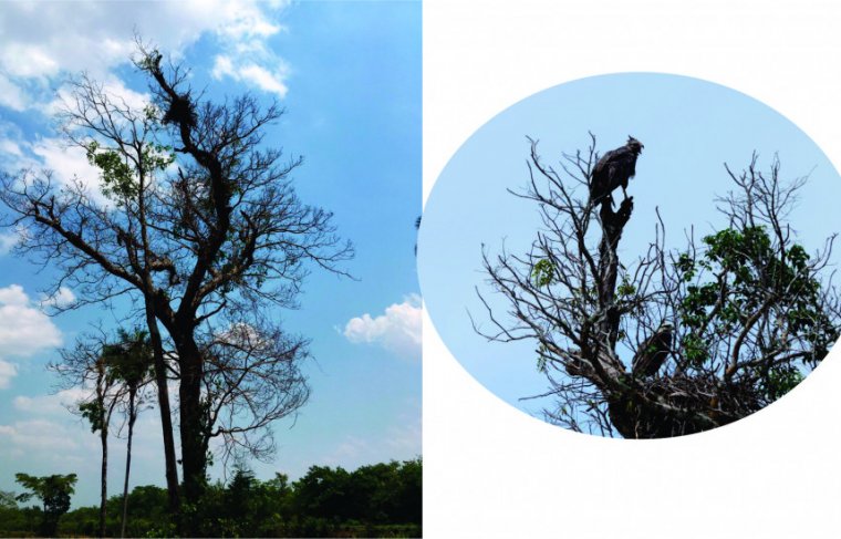 Ninho de águia-cinzenta no Tocantins Foto: Naturatins / Montagem: Cícera Maria