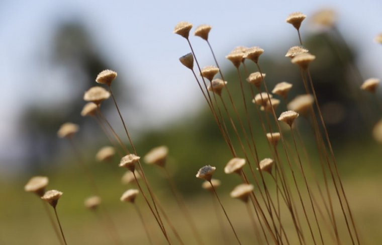  Foto: Walker Ribeiro/Governo do Tocantins