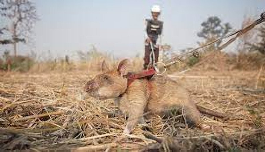 Magawa, o “rato herói“ que farejava minas terrestres, morre aos
